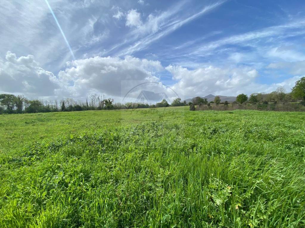 immagine annuncio 5 di 8