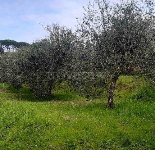 immagine annuncio 3 di 8