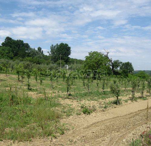 immagine annuncio 3 di 7