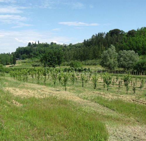 immagine annuncio 4 di 7