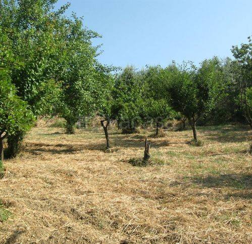 immagine annuncio 4 di 7