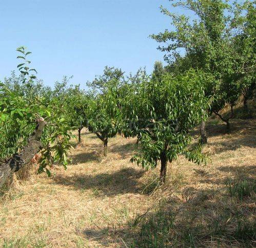 immagine annuncio 5 di 7