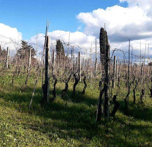 immagine annuncio 11 di 13