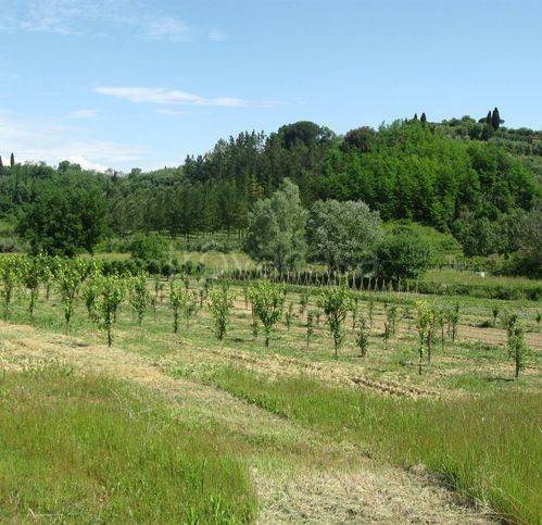 immagine annuncio 2 di 8