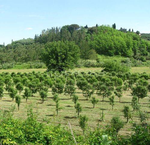 immagine annuncio 3 di 8