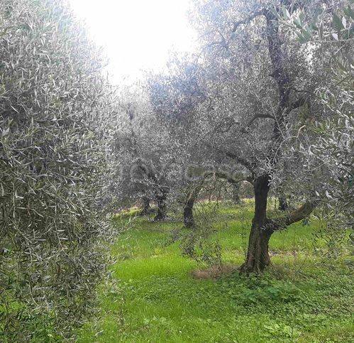 immagine annuncio 3 di 8