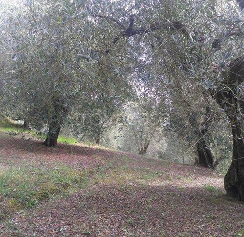 immagine annuncio 2 di 7