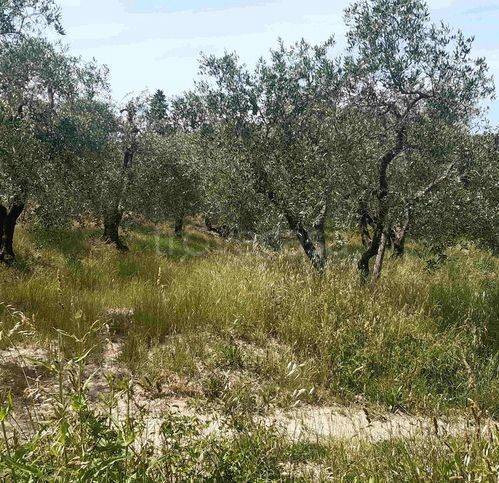 immagine annuncio 9 di 11