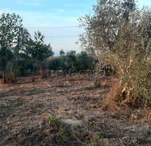 immagine annuncio 1 di 7