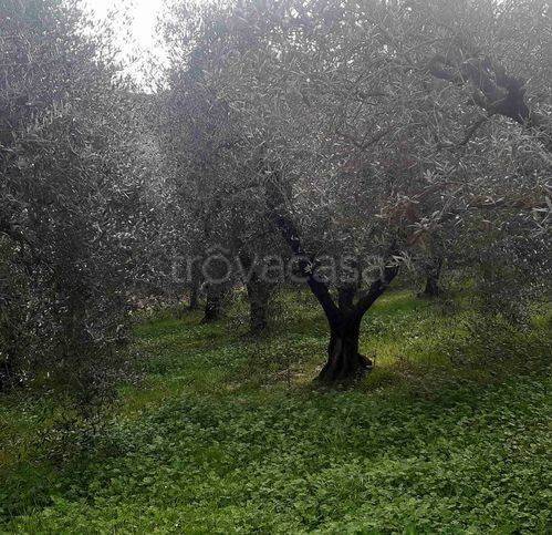 immagine annuncio 6 di 8