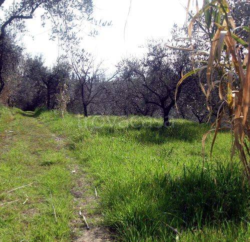 immagine annuncio 5 di 7