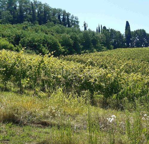 immagine annuncio 6 di 13