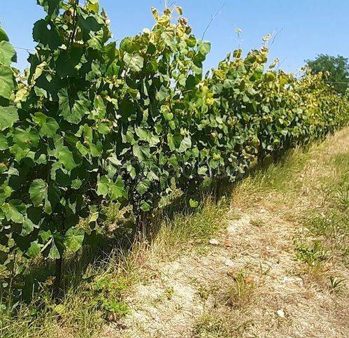 immagine annuncio 9 di 13