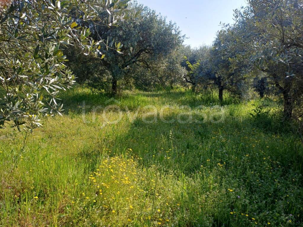 immagine annuncio 11 di 13