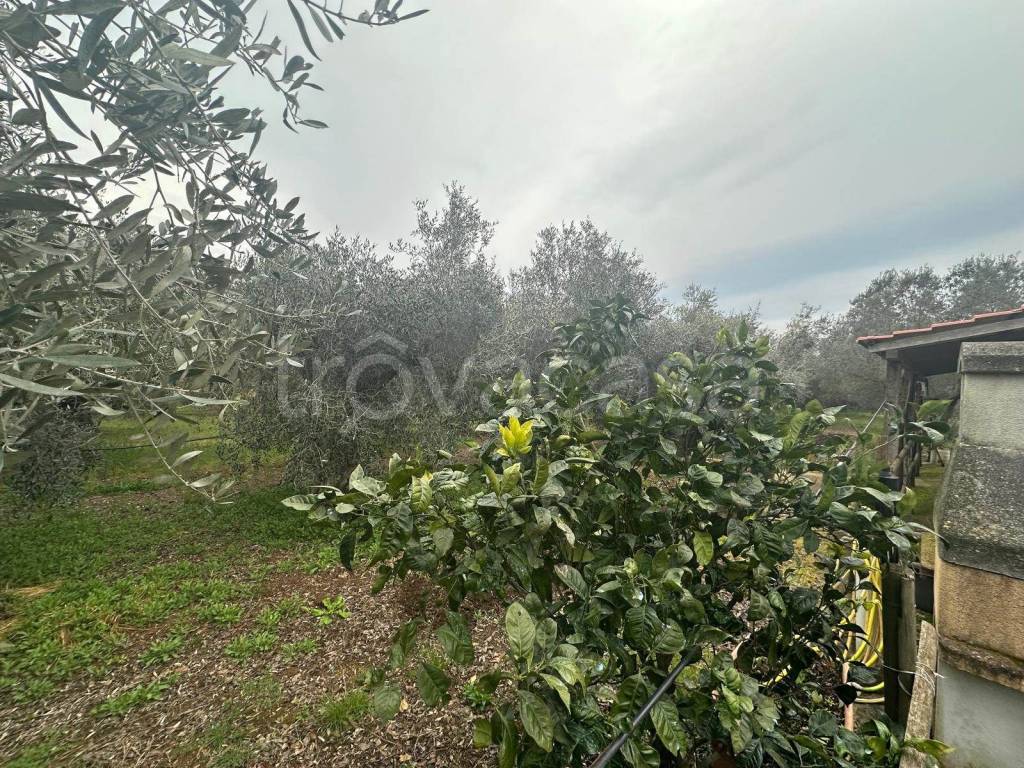 immagine annuncio 5 di 9