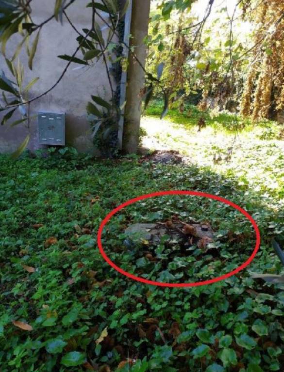 immagine annuncio 3 di 10