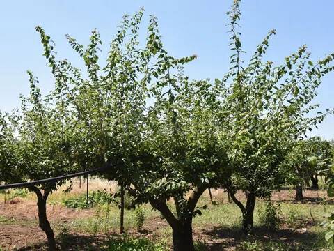 immagine annuncio 1 di 6