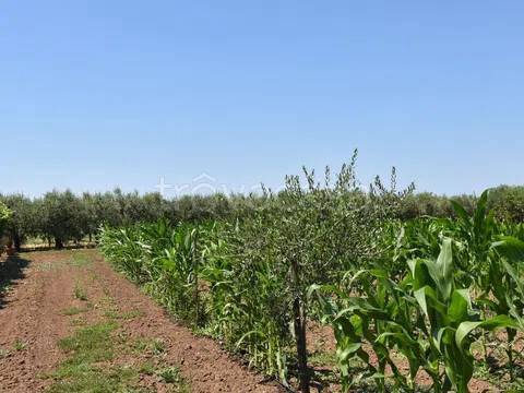 immagine annuncio 5 di 6