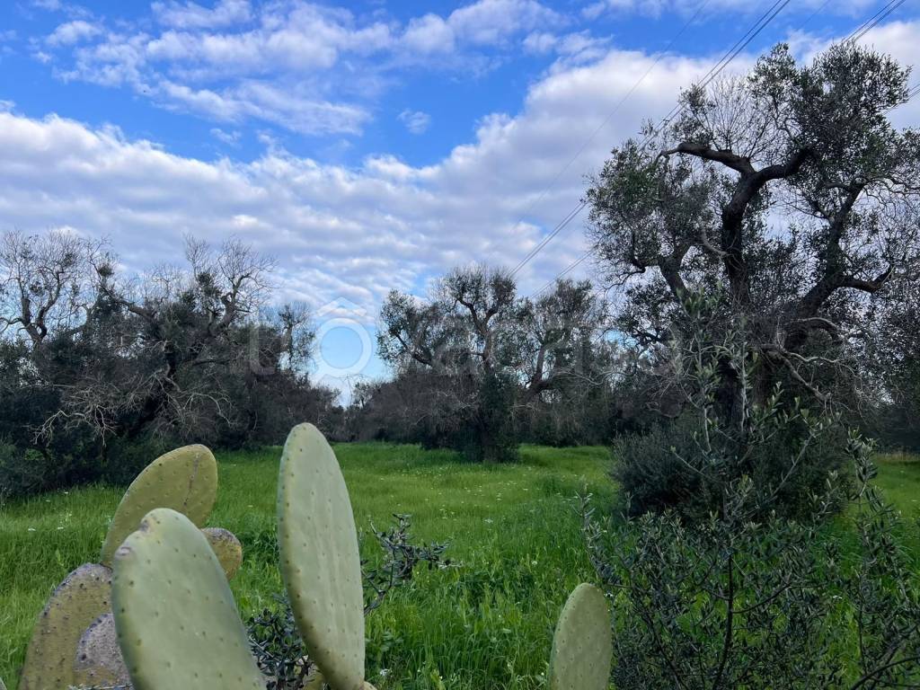 immagine annuncio 1 di 2