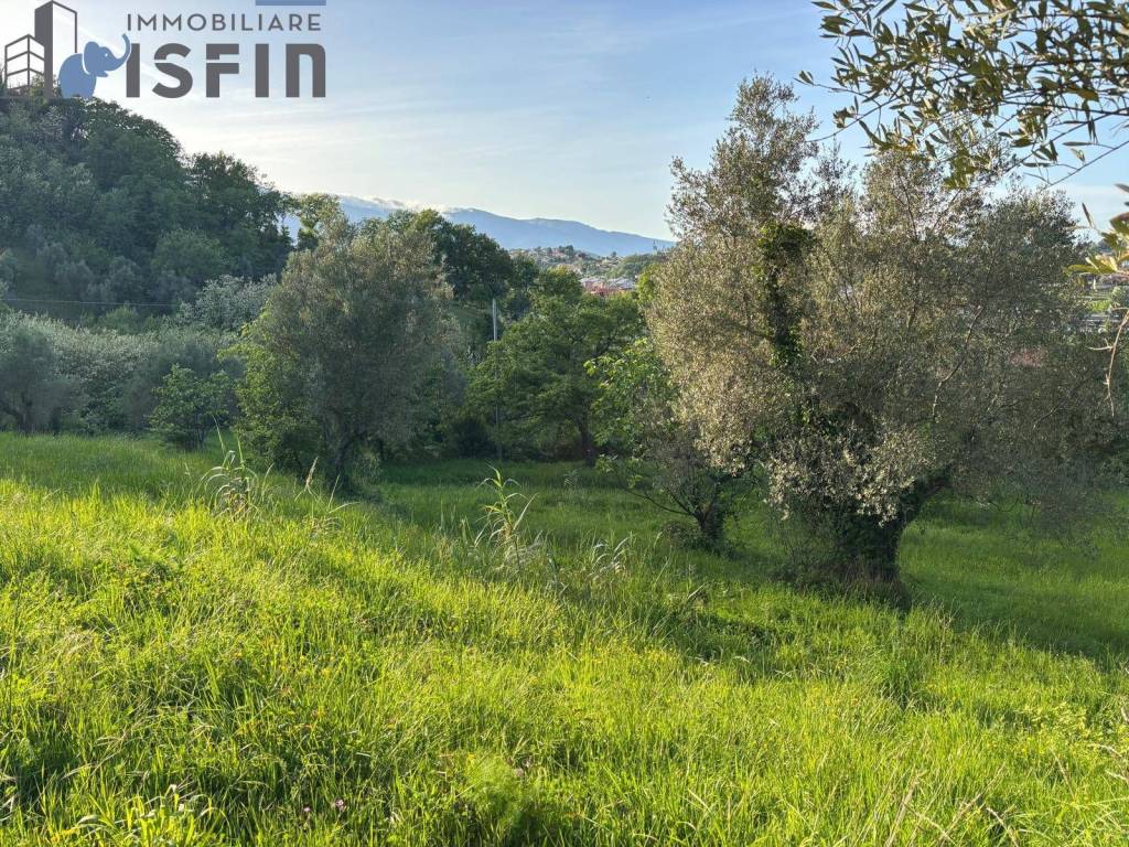 immagine annuncio 2 di 6