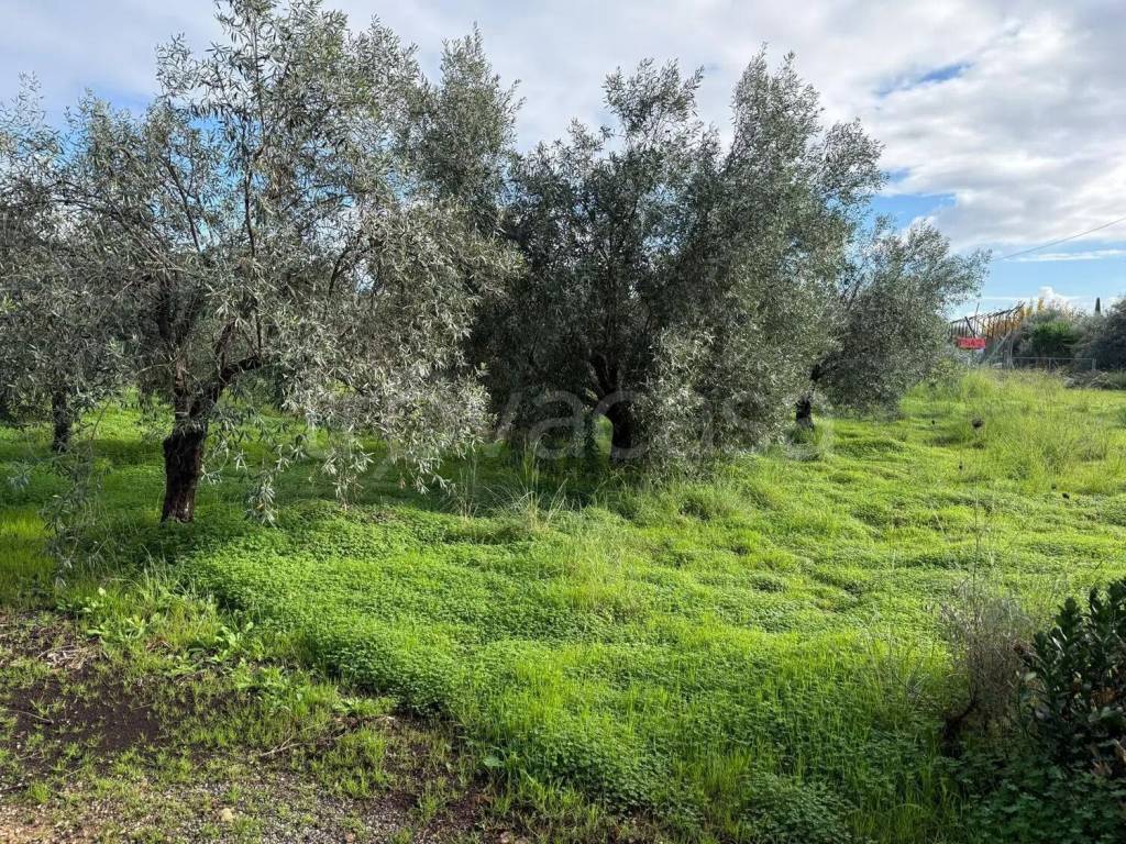 immagine annuncio 3 di 6