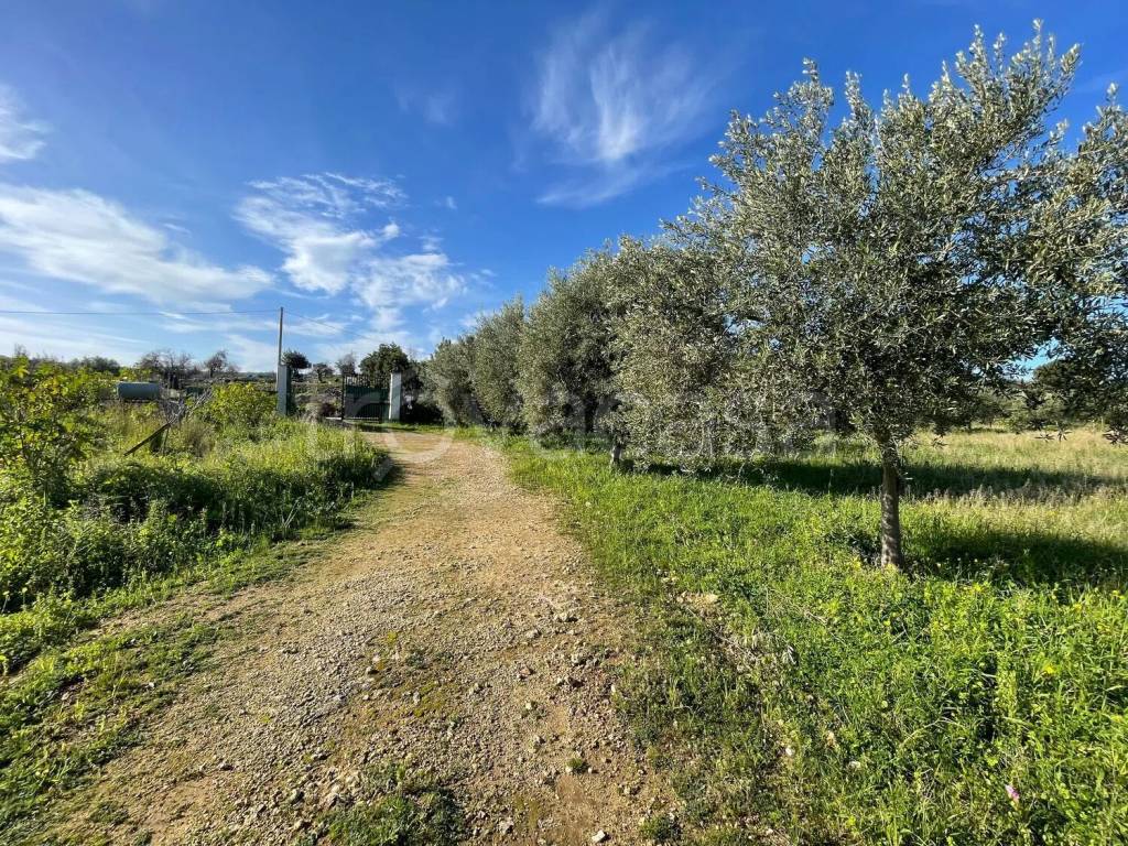 immagine annuncio 6 di 12