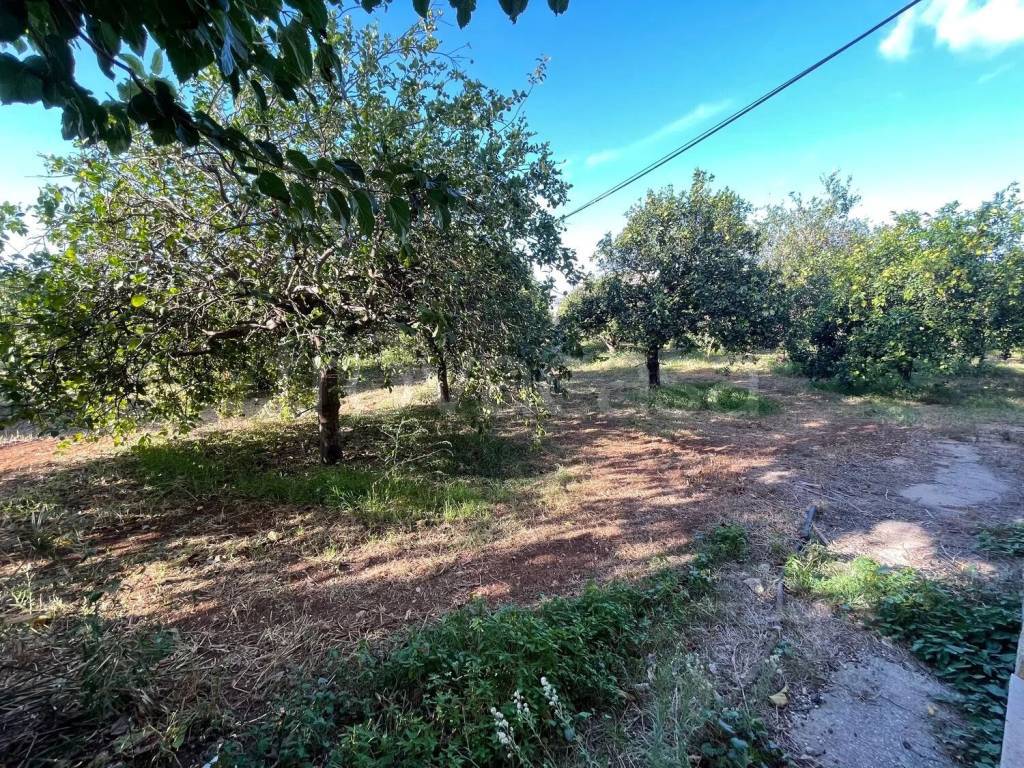 immagine annuncio 9 di 12