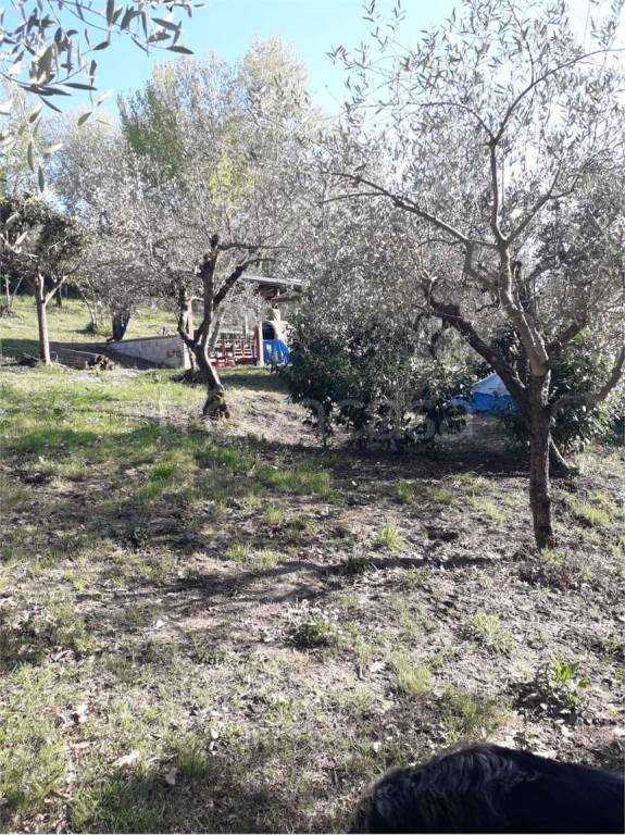 immagine annuncio 5 di 11