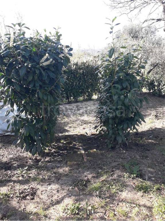 immagine annuncio 6 di 11