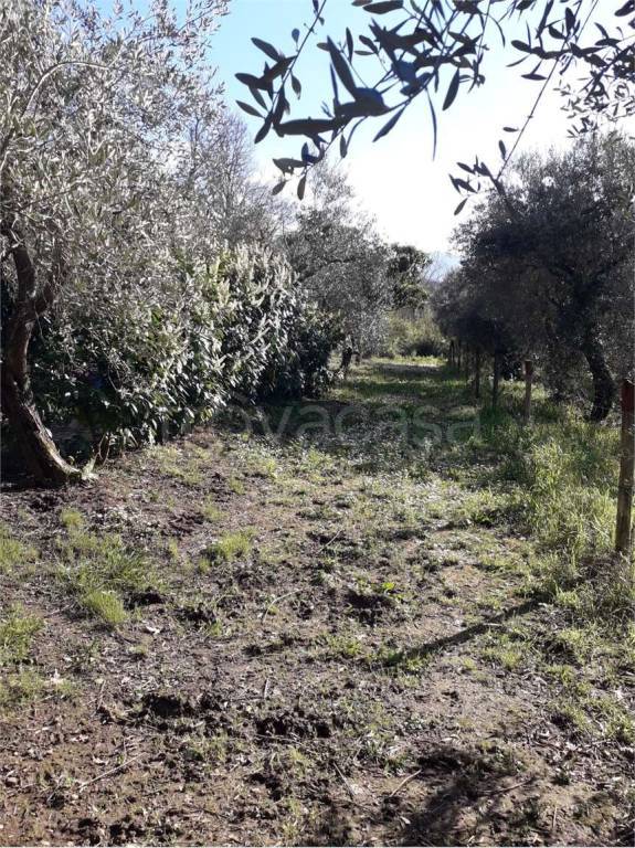 immagine annuncio 7 di 11