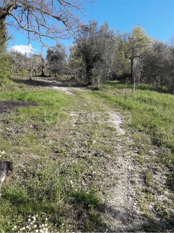 immagine annuncio 8 di 11