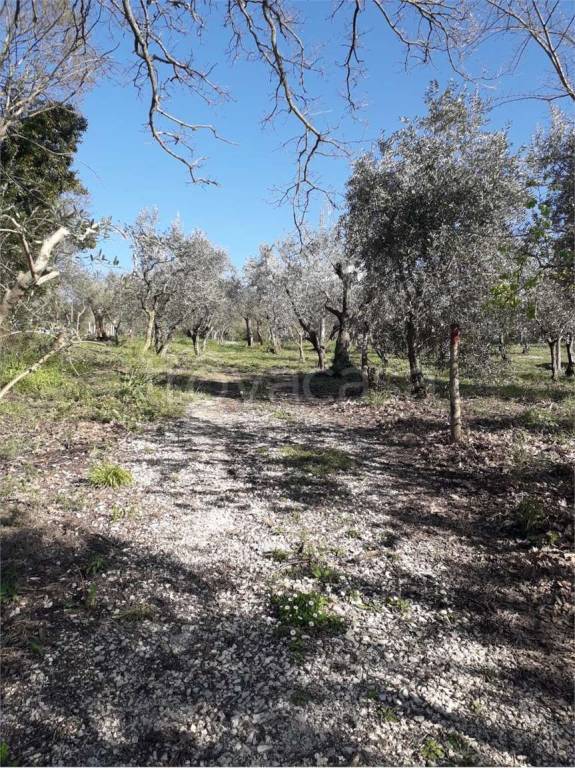 immagine annuncio 10 di 11