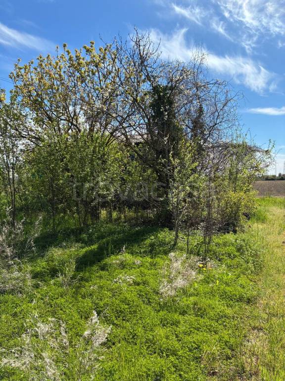 immagine annuncio 6 di 8