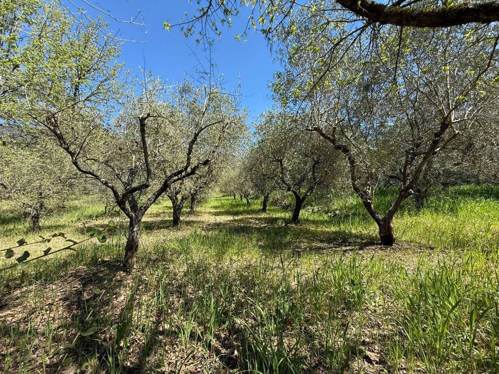 immagine annuncio 6 di 14