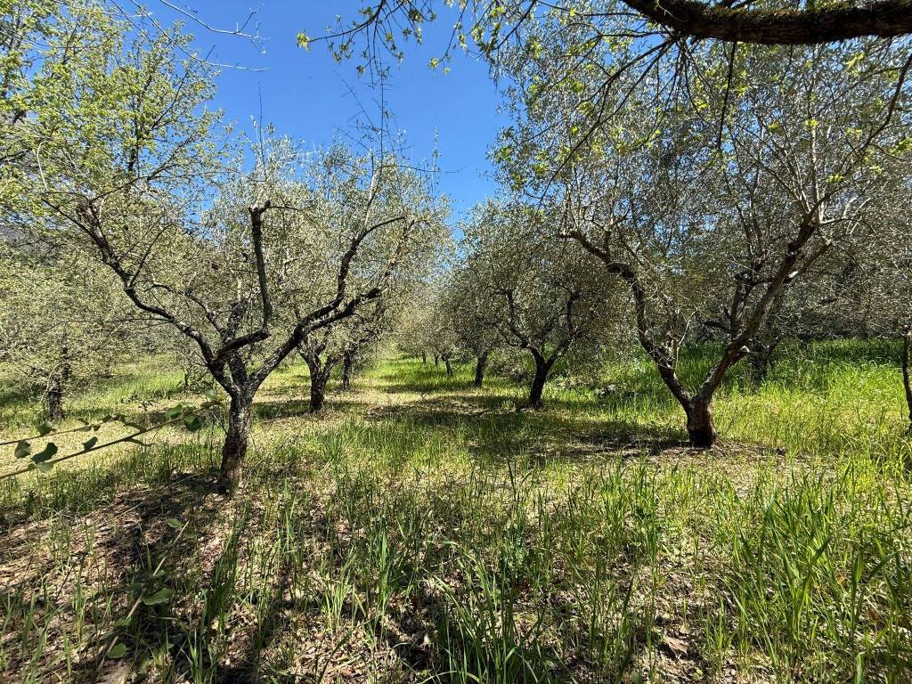 immagine annuncio 12 di 14