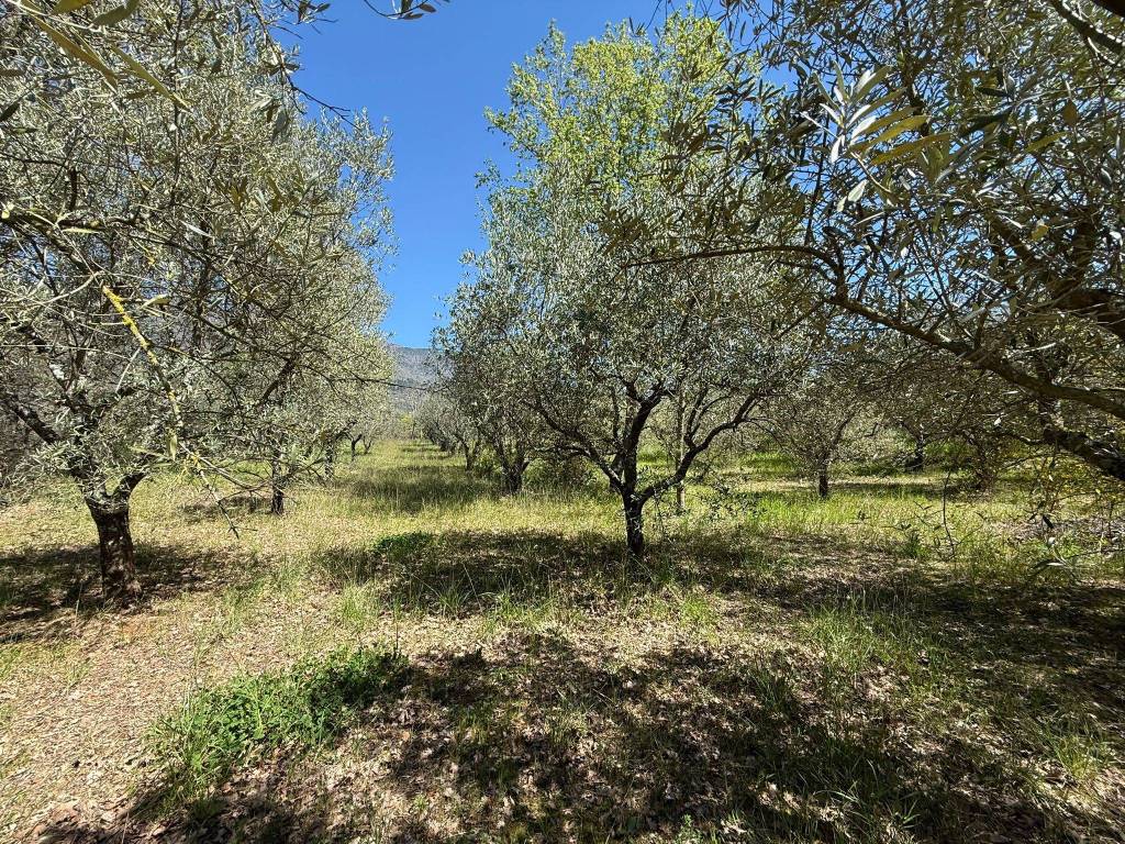 immagine annuncio 10 di 14