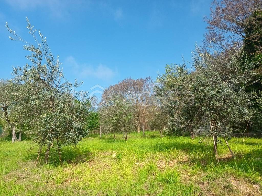 immagine annuncio 9 di 12