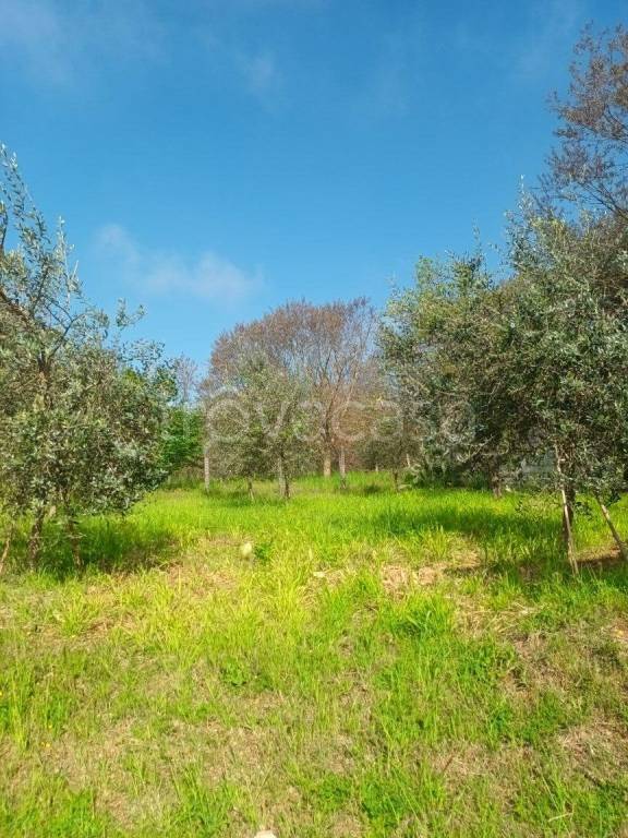 immagine annuncio 8 di 12