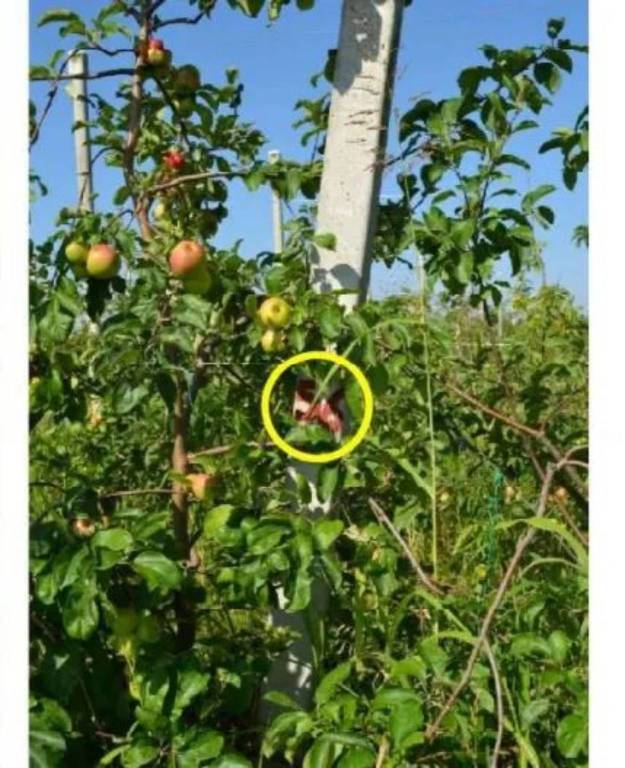 immagine annuncio 9 di 12