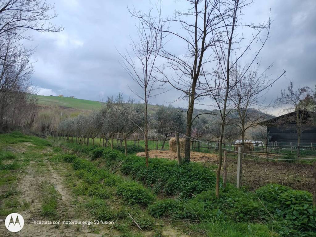 immagine annuncio 5 di 11