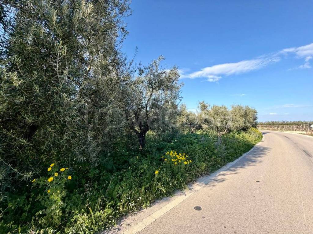 immagine annuncio 1 di 6