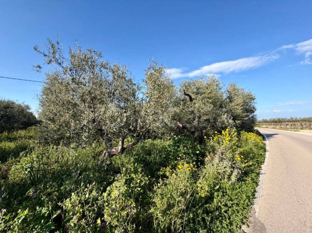 immagine annuncio 2 di 6