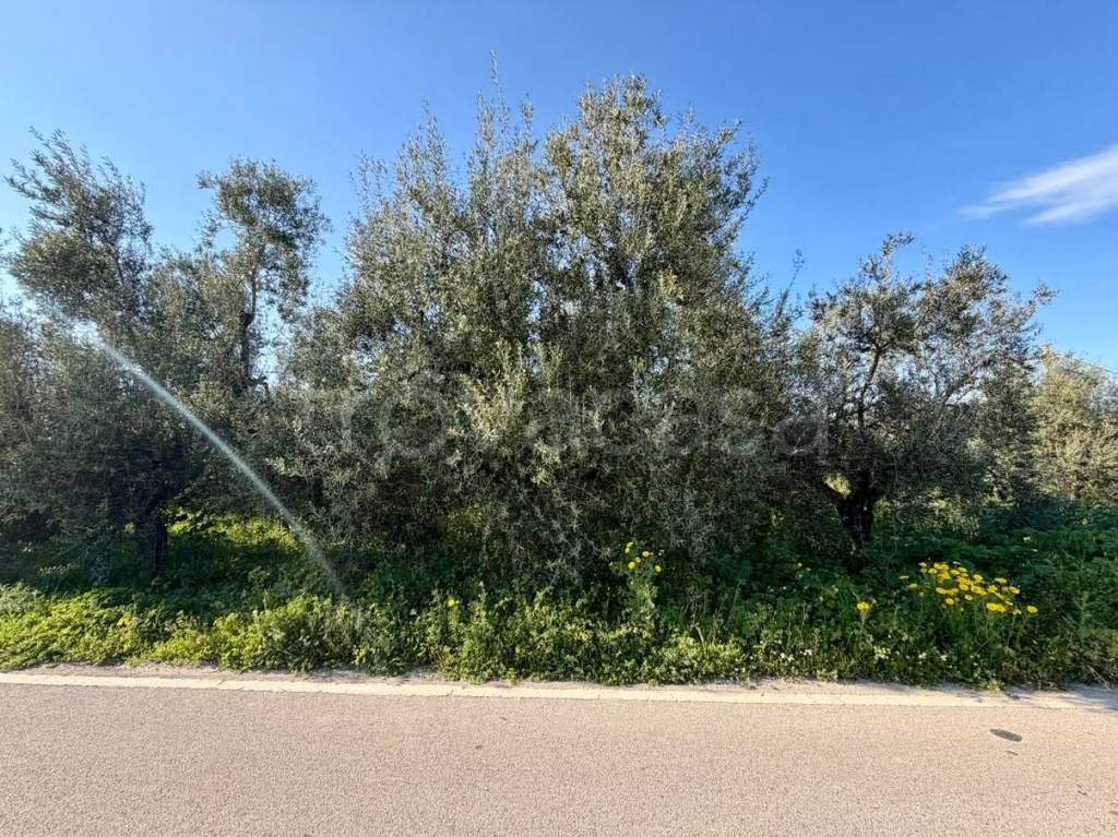 immagine annuncio 3 di 6