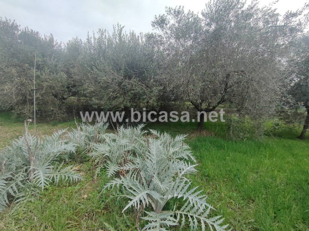 immagine annuncio 3 di 11