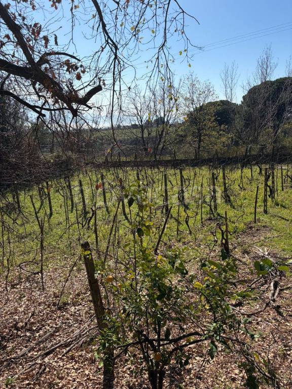 immagine annuncio 10 di 12