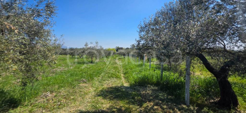 immagine annuncio 7 di 14