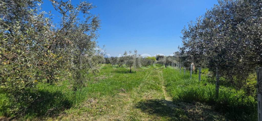 immagine annuncio 9 di 14