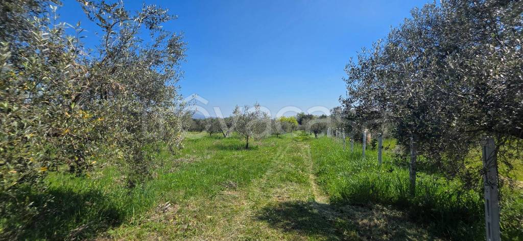 immagine annuncio 10 di 14