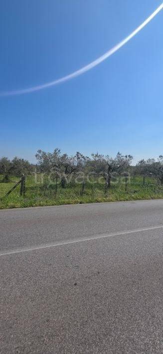 immagine annuncio 4 di 14