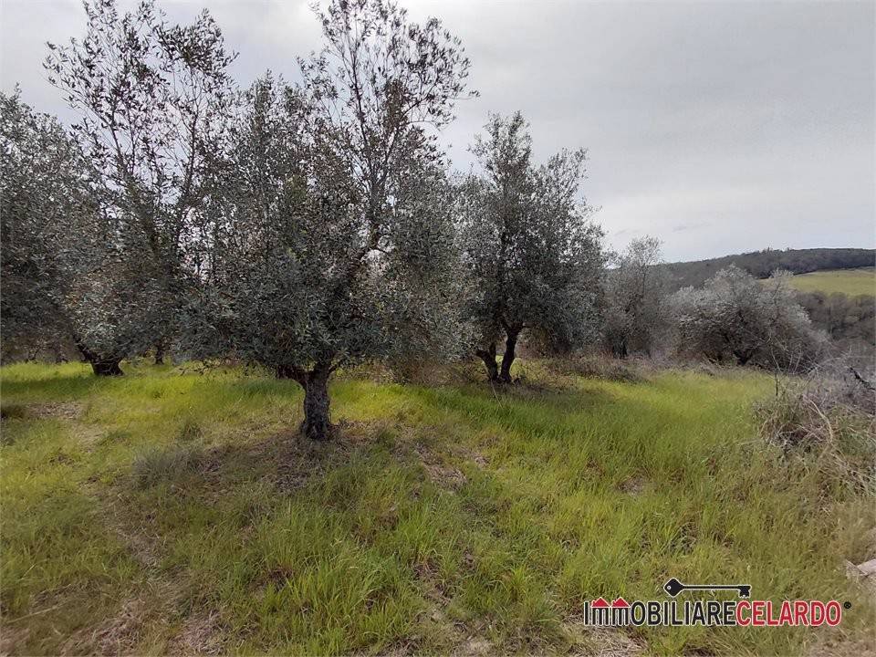 immagine annuncio 8 di 13